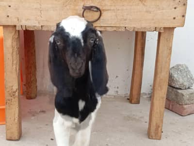 goats sale in karachi