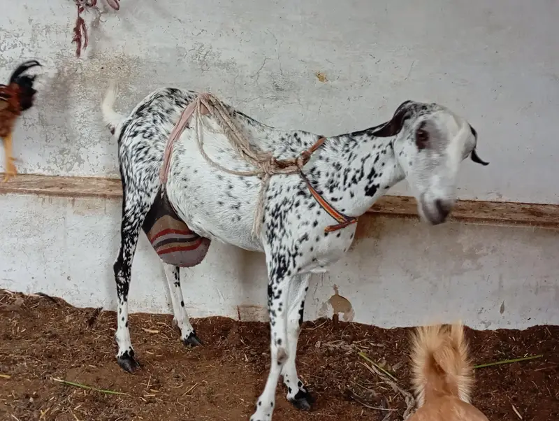 goats sale in karachi — photo 2