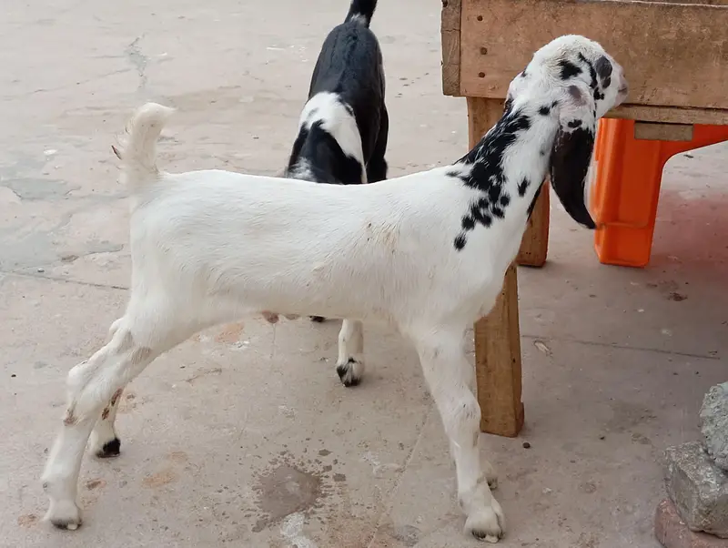 goats sale in karachi — photo 3