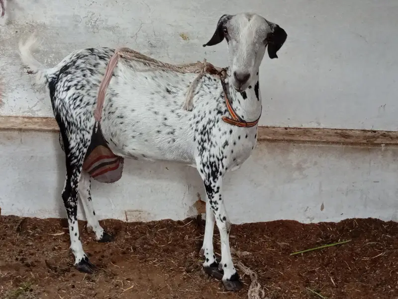 goats sale in karachi — photo 4