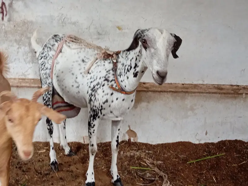 goats sale in karachi — photo 5