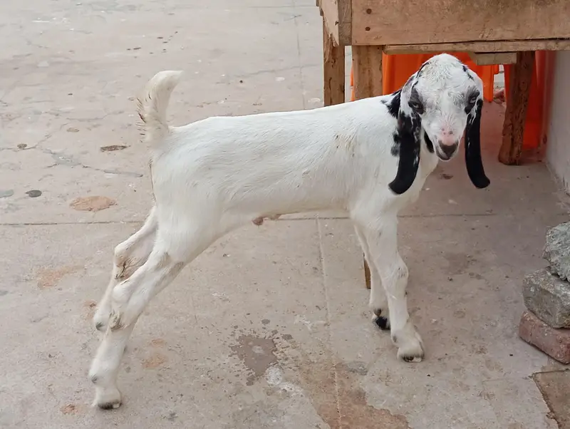 goats sale in karachi — photo 6