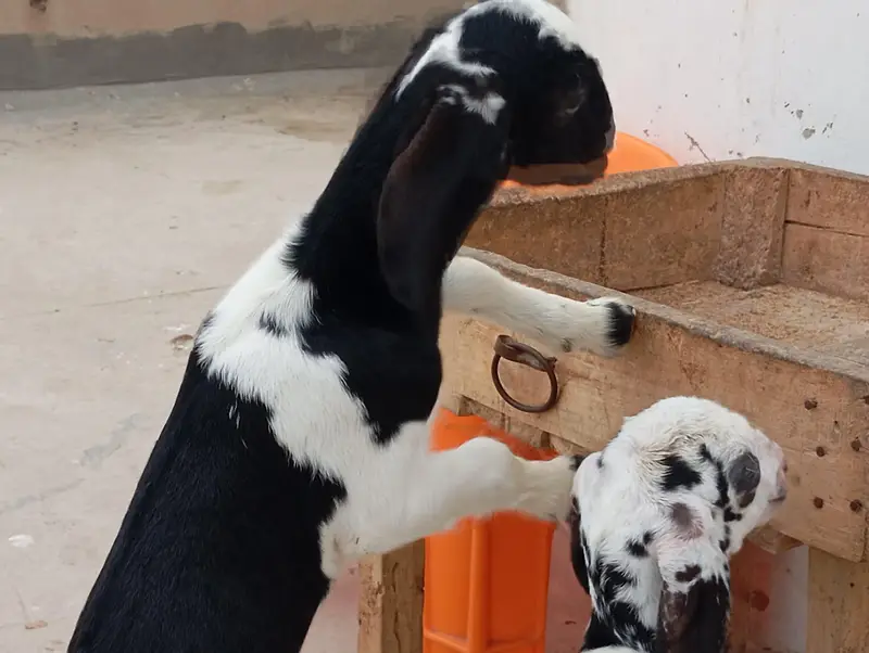 goats sale in karachi — photo 7