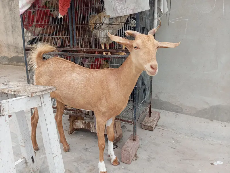 goats sale in karachi — photo 8