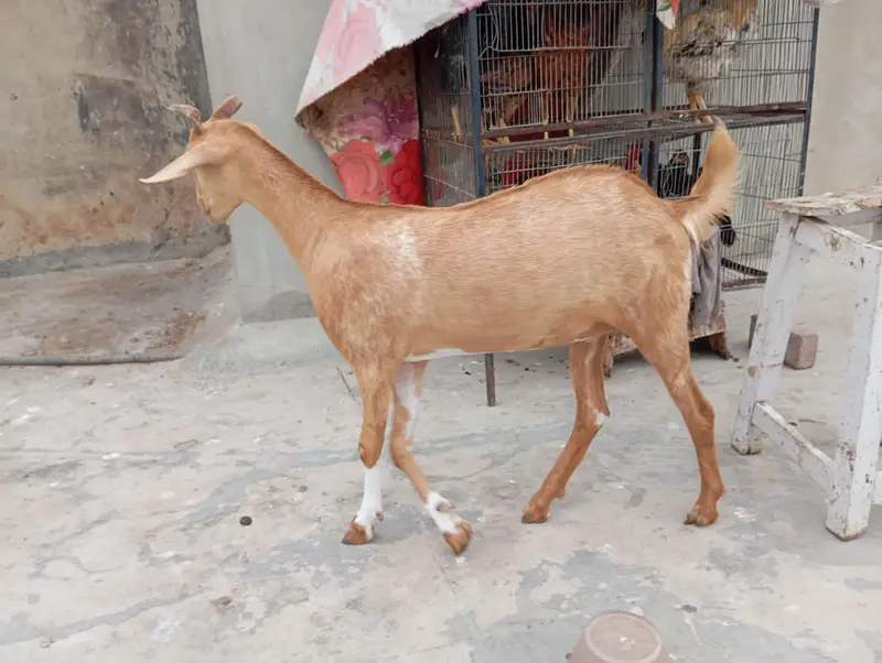 goats sale in karachi — photo 9