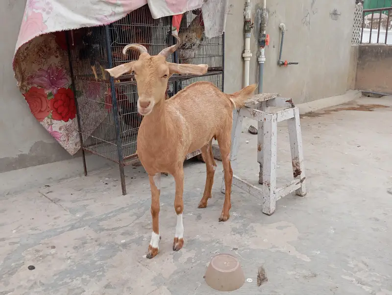 goats sale in karachi — photo 10