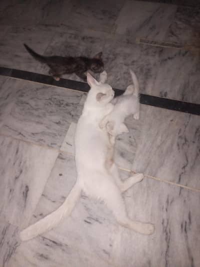 animal Cats