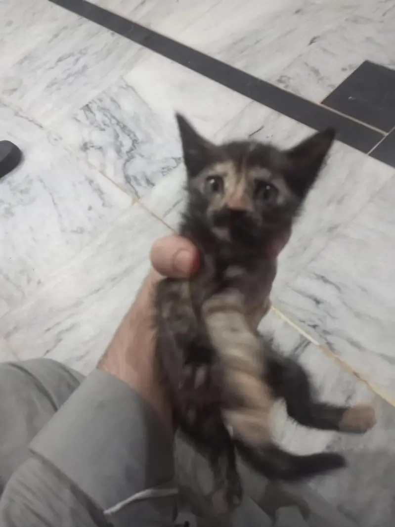 animal Cats — photo 2