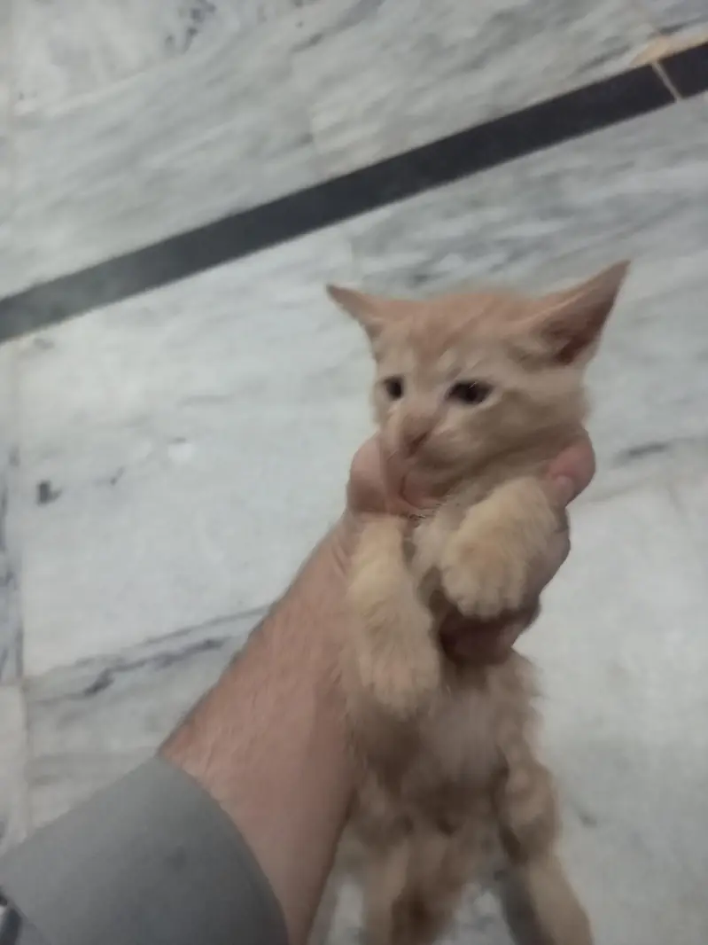 animal Cats — photo 3
