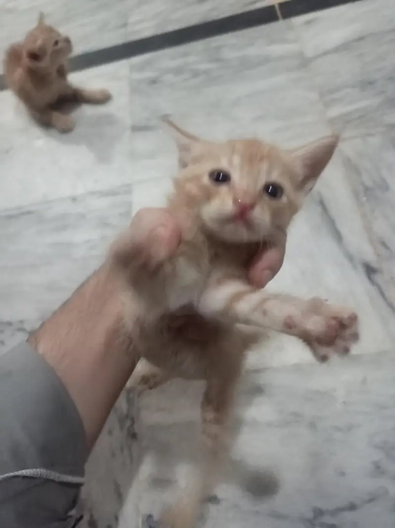 animal Cats — photo 4