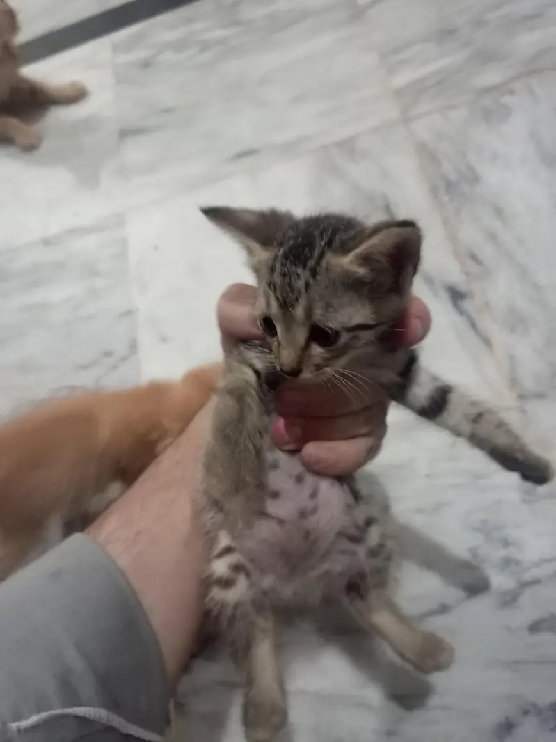animal Cats — photo 5