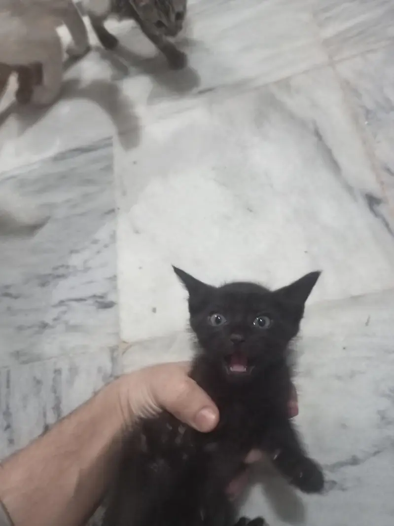 animal Cats — photo 6