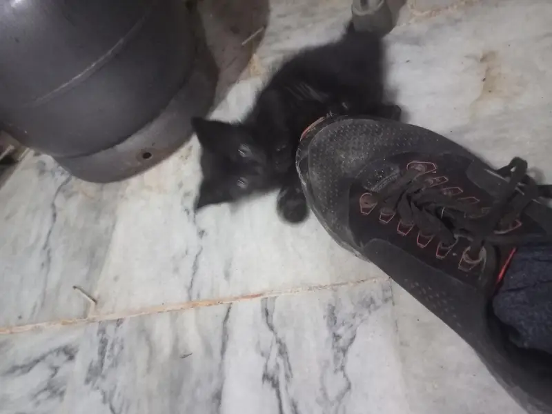 animal Cats — photo 7