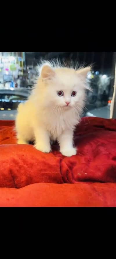 persian cat for sale