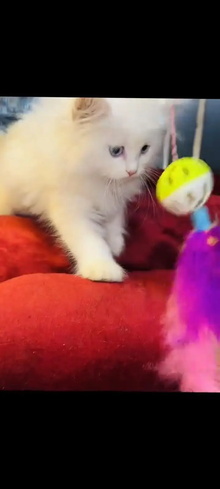 persian cat for sale — photo 3