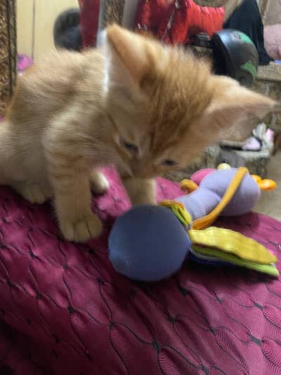 percian cat