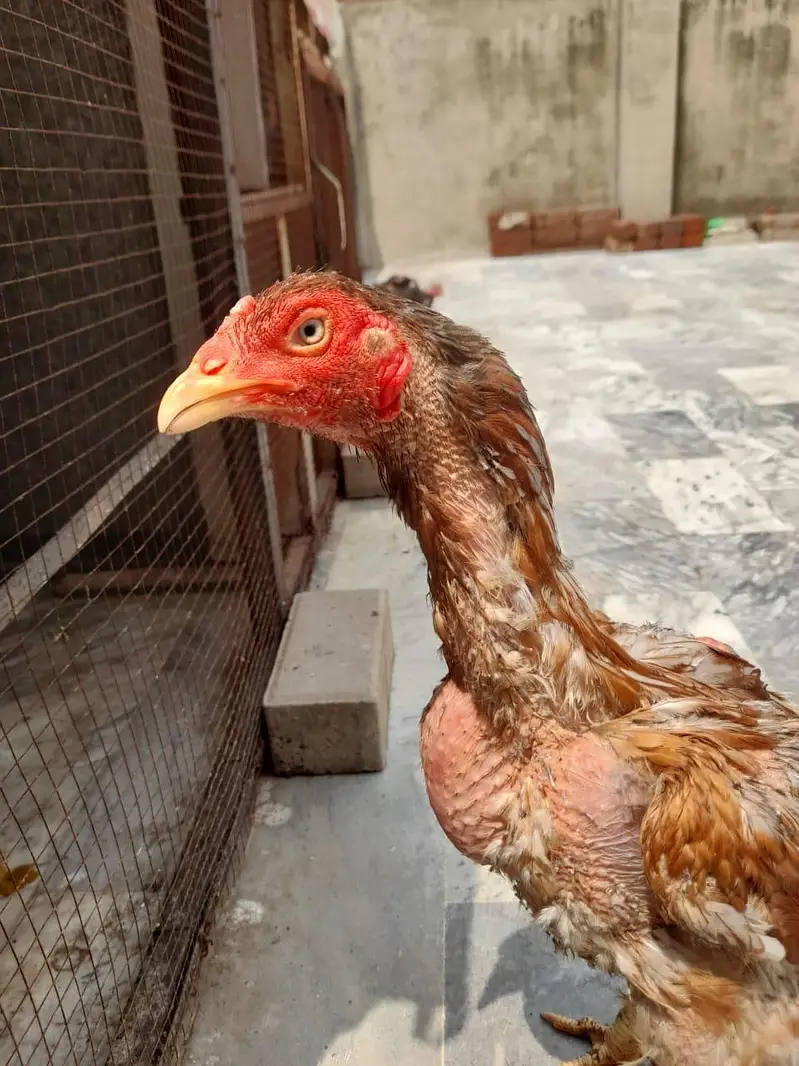 mian wali aseel pathi — photo 2