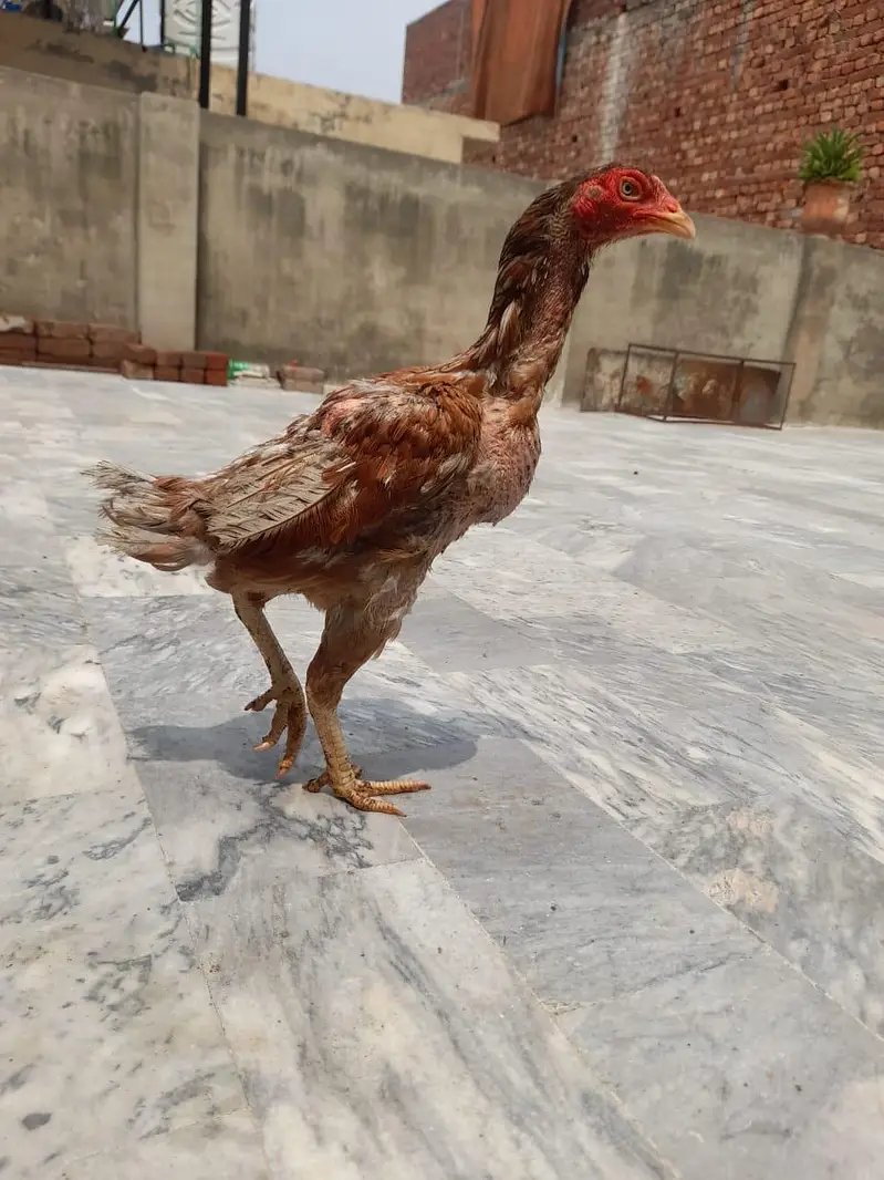 mian wali aseel pathi — photo 3