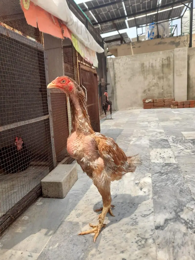 mian wali aseel pathi — photo 4