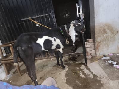 pure amratsri beeta breeder