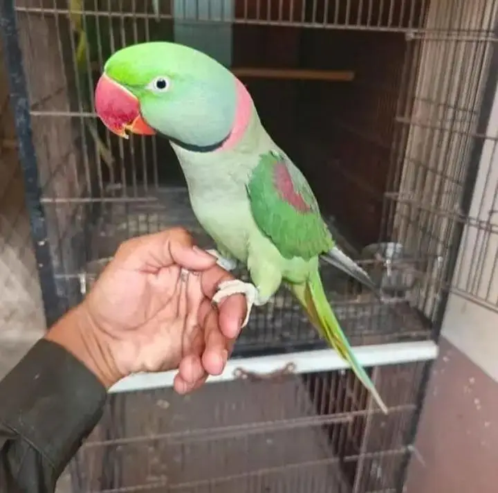 Kashmiri raw parrot for sale — photo 3