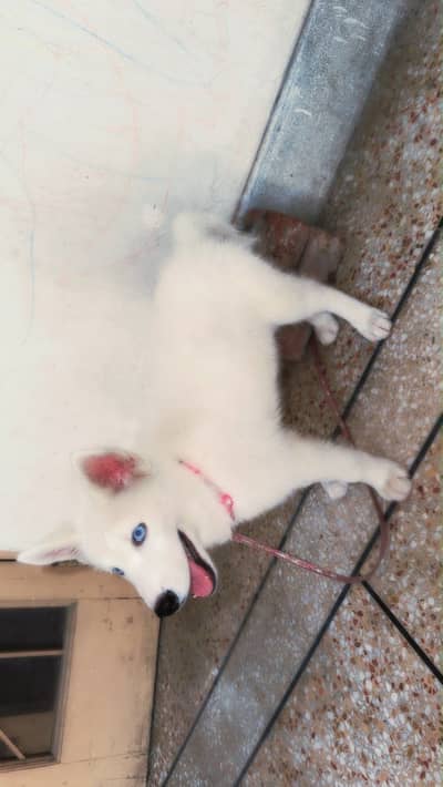 Siberian husky male puppy white colour blue eyes age 2 months
