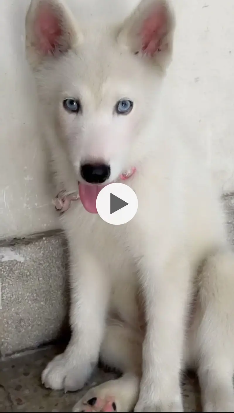 Siberian husky male puppy white colour blue eyes age 2 months — photo 2
