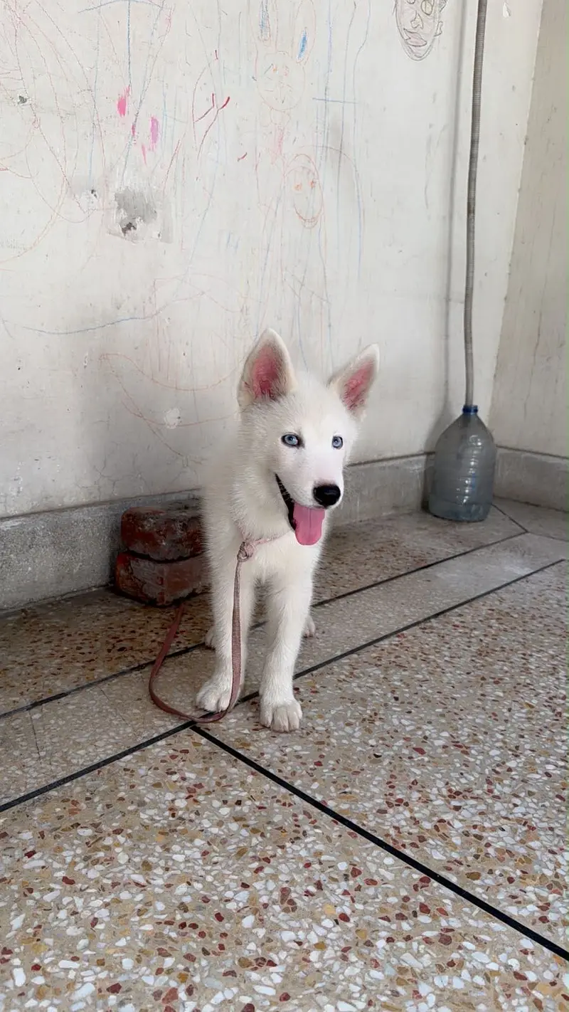 Siberian husky male puppy white colour blue eyes age 2 months — photo 3