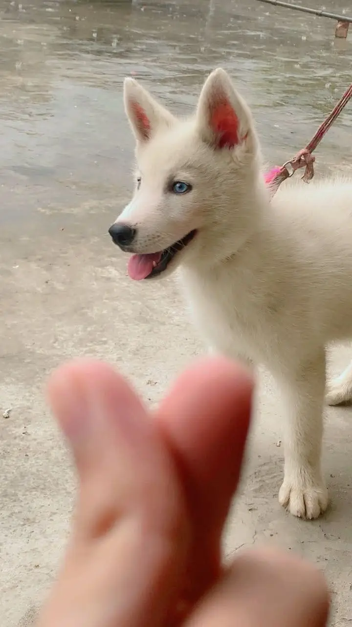 Siberian husky male puppy white colour blue eyes age 2 months — photo 4
