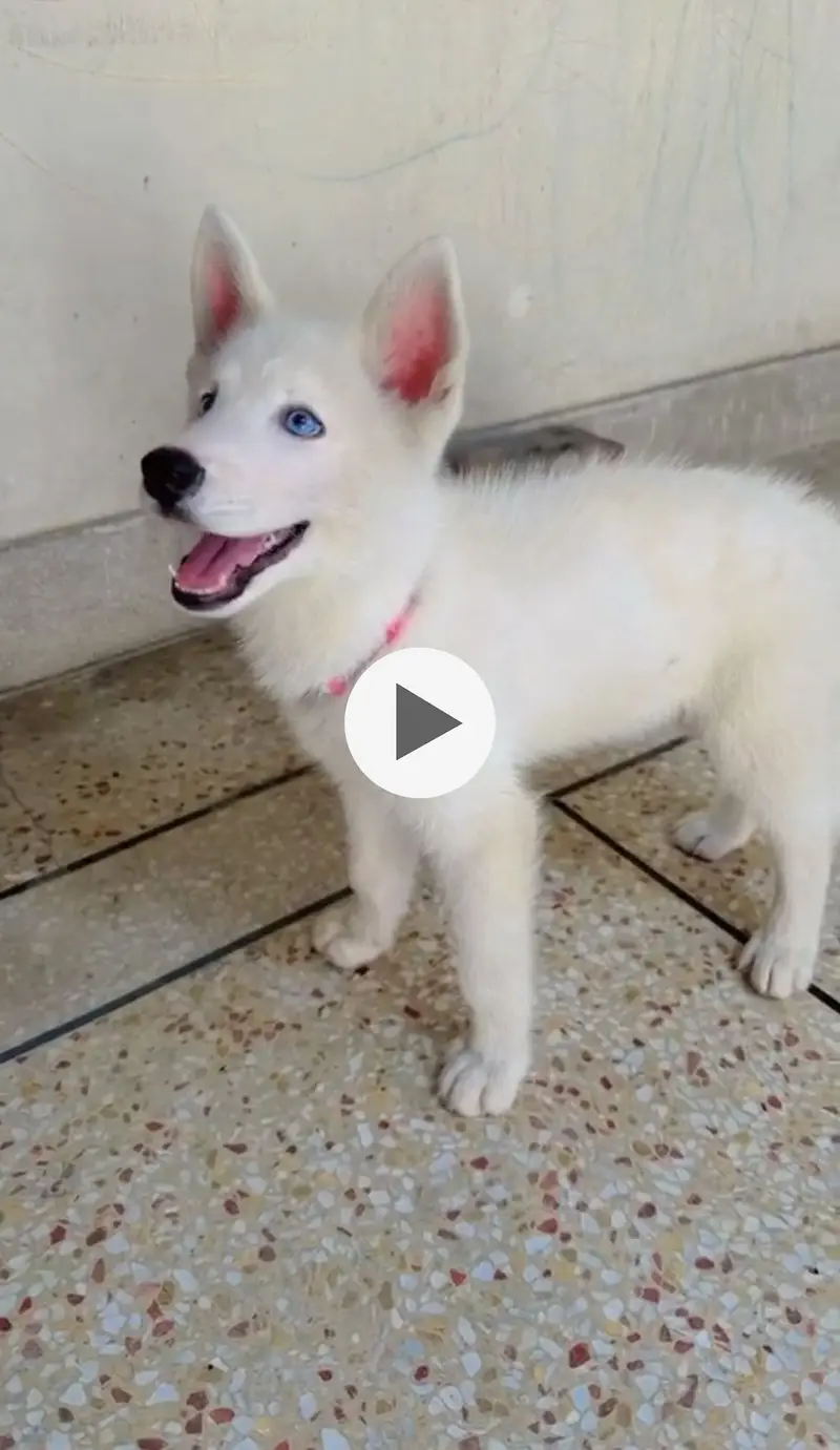 Siberian husky male puppy white colour blue eyes age 2 months — photo 5