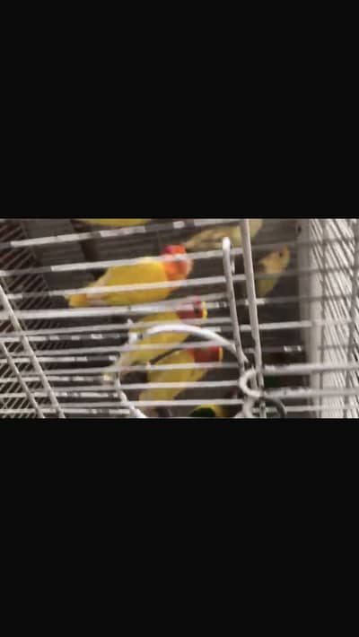 Rabbit love bird cocktail Java finch