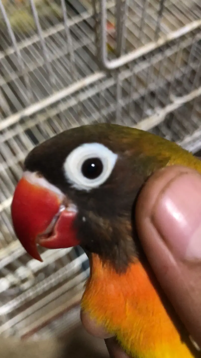 Rabbit love bird cocktail Java finch — photo 2