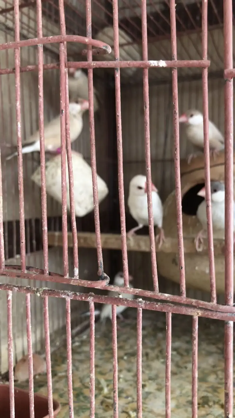 Rabbit love bird cocktail Java finch — photo 4