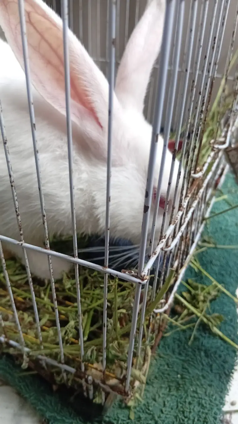 Rabbit love bird cocktail Java finch — photo 5