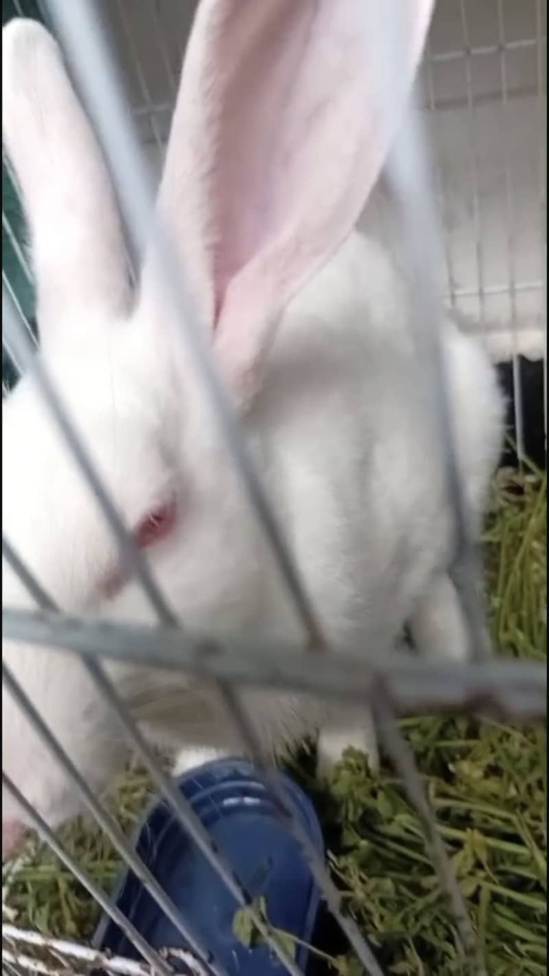 Rabbit 1