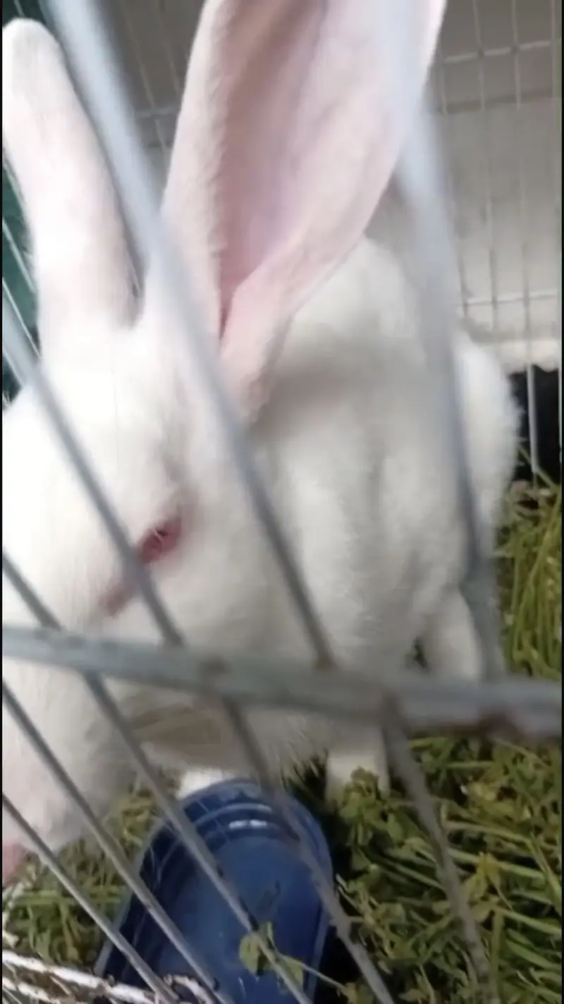 Rabbit love bird cocktail Java finch — photo 6