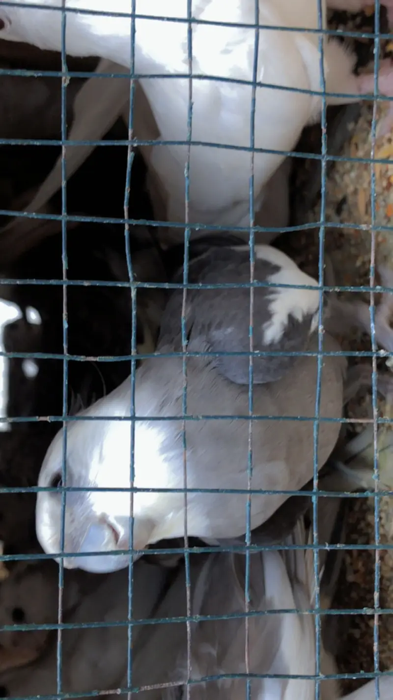 Rabbit love bird cocktail Java finch — photo 7