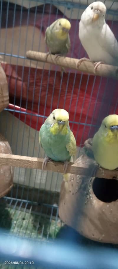 Budgies Breeder Pair Available Australian parrots Bajri