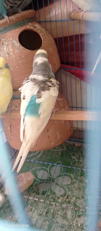 Budgies Breeder Pair Available Australian parrots Bajri