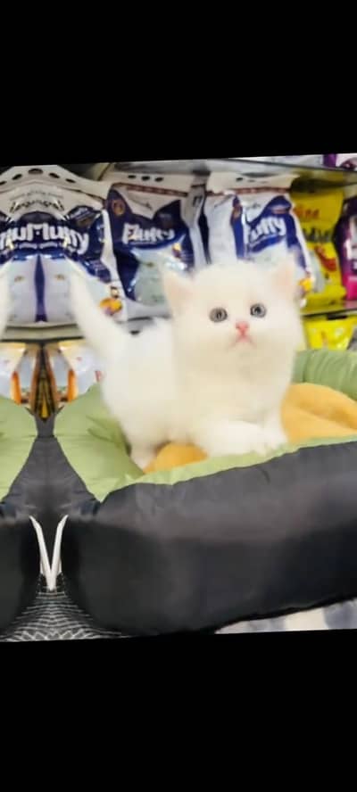 persian cat for sale