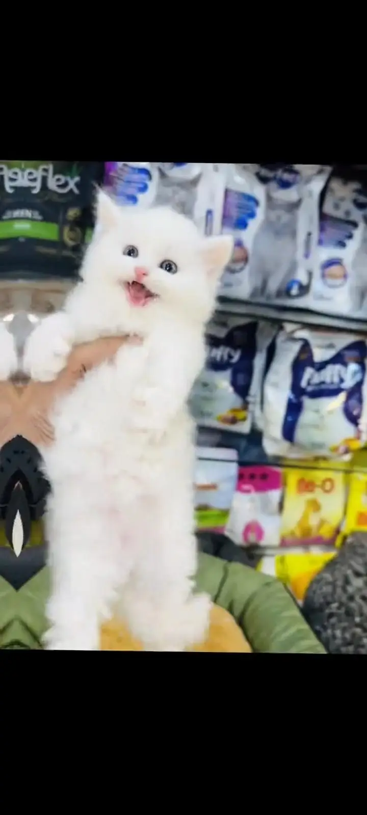 persian cat for sale — photo 2