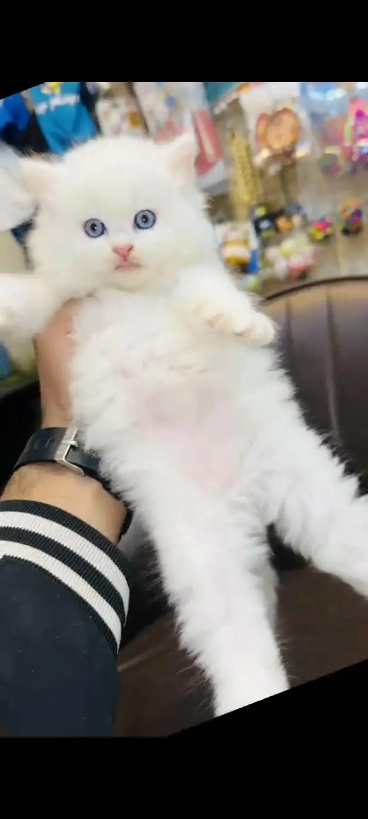 persian cat for sale — photo 3