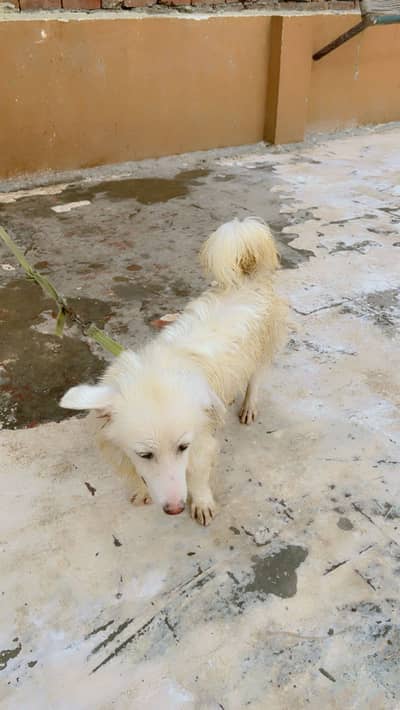 Premium White Spitz Male 1 Year