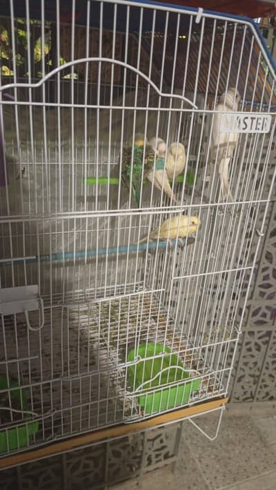 bugies two pairs and one male