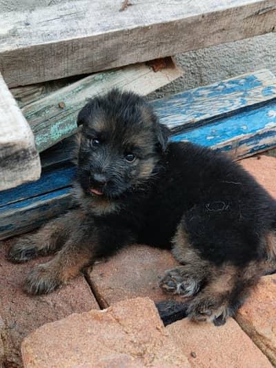 German shepherd puppies