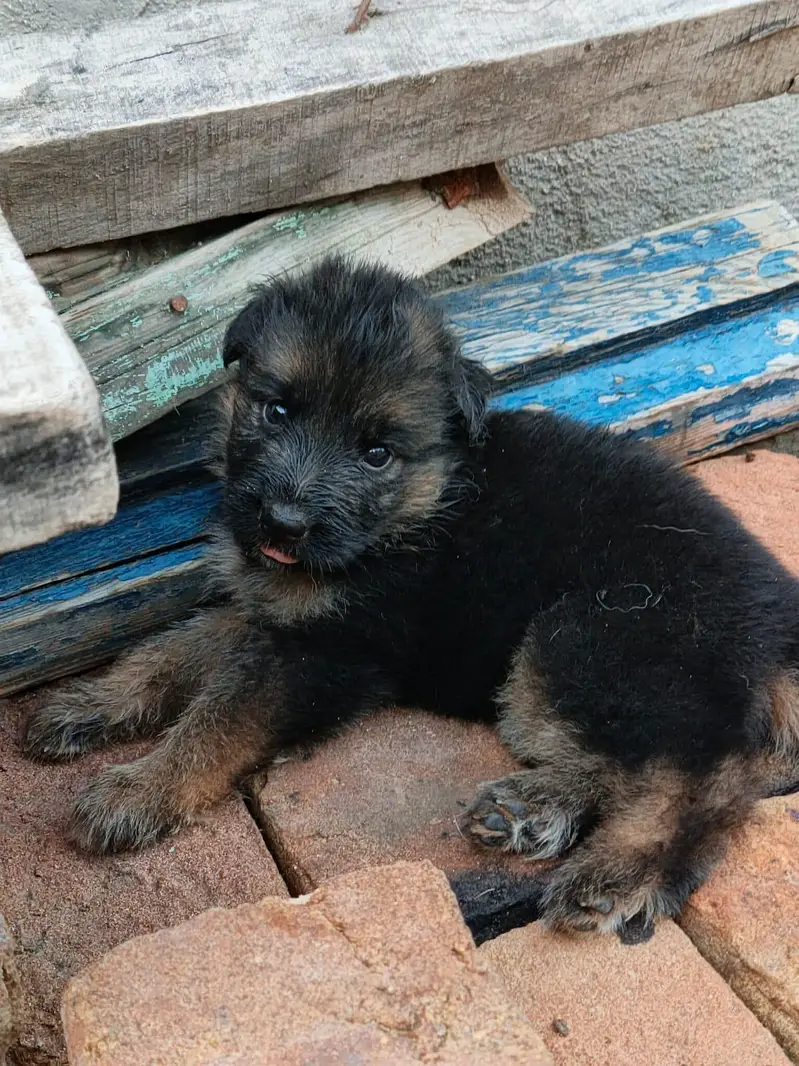 German shepherd puppies