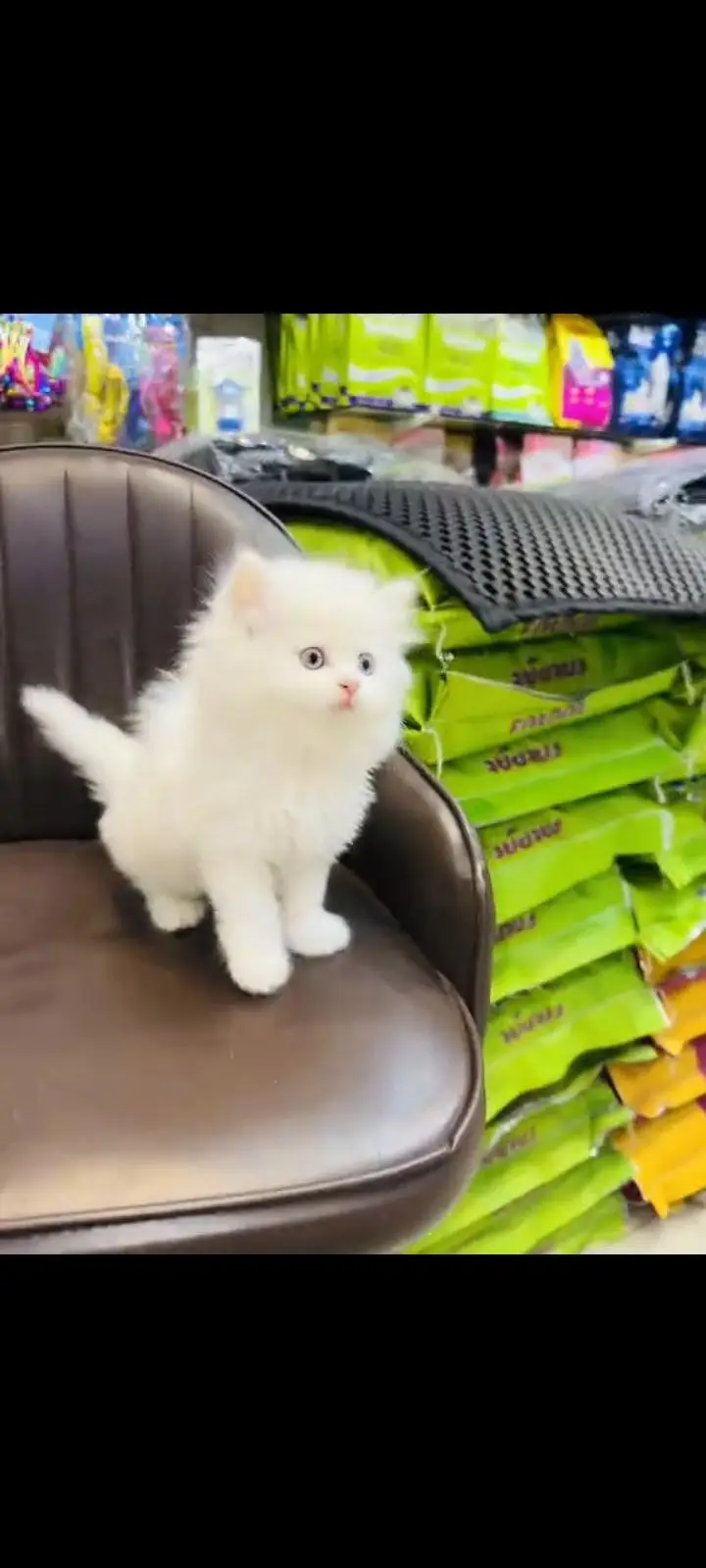 persian cat for sale — photo 2