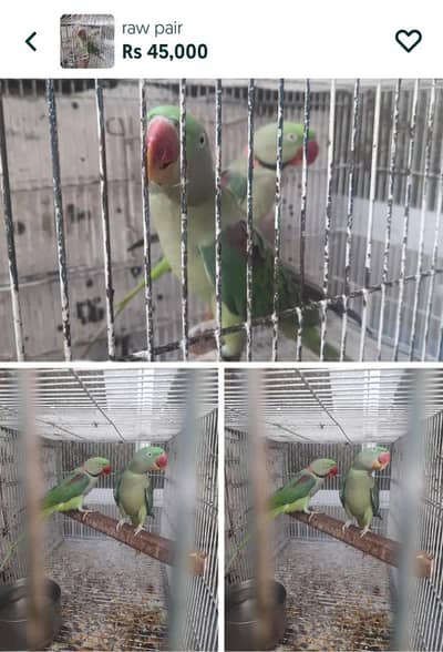Raw parrot for sale healthy and active tame female