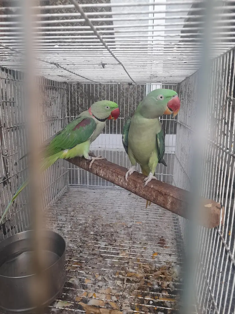 Raw parrot for sale healthy and active tame female — photo 2