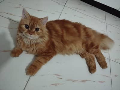 Persian cat